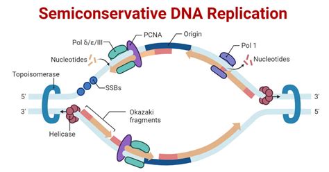 define semiconservative replication|semiconservative model of replication.